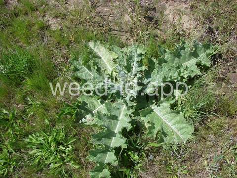 thistle, Scotch